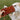 A fluffy, light-colored dog raises its paw while sniffing a plush, Cosmic Brownie-shaped dog toy decorated with colorful embroidered “candy-coated chocolate chips”. A person’s hand holds the rectangular toy in front of the dog, and a green lawn can be seen in the background.