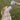 A light-colored, fluffy dog gazes upward at a round plush toy designed to resemble a Zebra Cake, complete with brown swirled stripes on a white background. A person’s hand holds the toy just above the dog’s nose, and the scene is set on a green lawn.