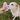 A light-colored dog sniffs a plush, tree-shaped Christmas Tree Cake dog toy decorated with red swirls and green sprinkles. A person’s hand holds the white festive dog toy outdoors on grass scattered with autumn leaves.